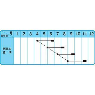 ネギ 種 【 やまひこ 】 1L ( ネギの種 )