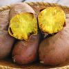 さつまいも苗 【 栗かぐや 通常苗 】10本