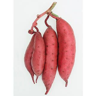 新作人気 さつまいも苗 【 栗かぐや 通常苗 】50本 【くりかぐや 予約販売 野菜