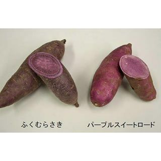  さつまいも苗 【 ふくむらさき 紫芋 】10本 【予約販売 芋づる さつまいも 苗】