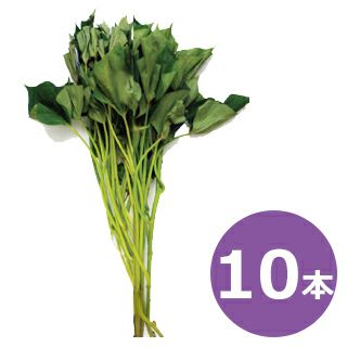 さつまいも苗 【 ふくむらさき 紫芋 】10本 【予約販売 芋づる