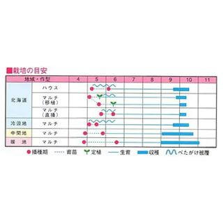  落花生 種 【 おおまさりネオ（むき実） 】 30ｍｌ ( ラッカセイの種 )