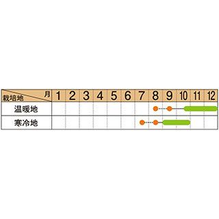 ダイコン 種 【 夏秋自慢 】 キダネ800粒 ( ダイコンの種 )