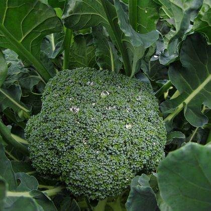 ブロッコリー 野菜苗 24本セットト 【予約販売】 野菜苗 秋植付け