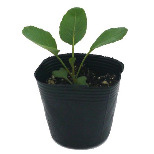 ブロッコリー 野菜苗 24本セットト 【予約販売】 野菜苗 秋植付け