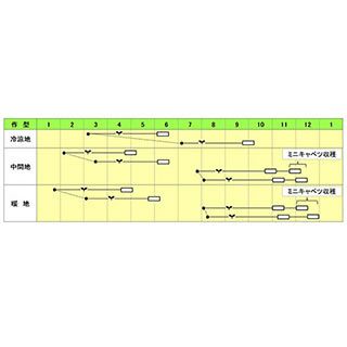 キャベツ 種 【 おやこ甘藍 】 小袋 ( キャベツの種 )
