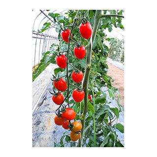 玉ねぎ苗 【予約】 【 早生 赤玉ねぎ レッドグラマー 】 約50本