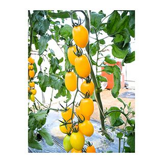 果樹苗 【 梨 にっこり梨 1年生苗木 】 | 農業屋.com