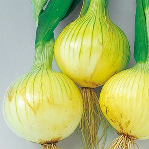 玉ねぎ 種 【 スーパーこがね 】 小袋 ( 玉ねぎの種 )