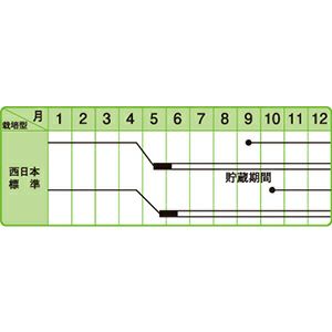 玉ねぎ 種 【 豊産こがね 】 小袋 ( 玉ねぎの種 )