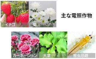 電照用ＬＥＤ電球 NEXLIGHT BALL ネクストライトボール　菊・カーネーション・大葉用　ＮＬ－Ｂ609－Ｒ80Ｑ　8.5ＷＥ26ソケット