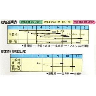 エダマメ 種 【 夏まきエダマメ 】 小袋 ( 枝豆の種 )