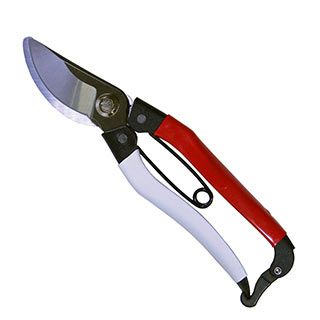 苗木 ユーカリ・シネレア 15cmポット | 農業屋.com