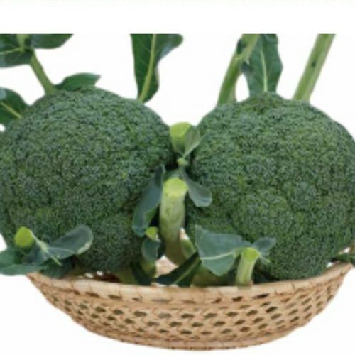 ブロッコリー 種 【 ルミナス(BL－652） 】 ペレット5千粒