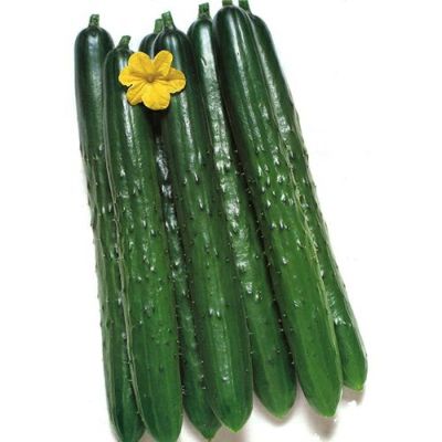 きゅうり | 農業屋.com