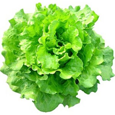 レタス | 農業屋.com