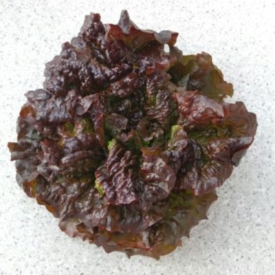 レタス | 農業屋.com