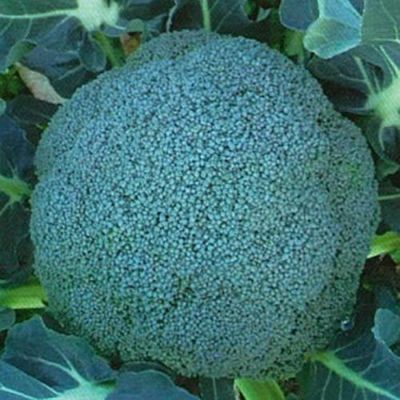 【 HUNTER STORE】ブロッコリーコート種子（深碧②アーサー②） HUNTER STORE】ブロッコリーコート種子（深碧②アーサー②） HUNTER