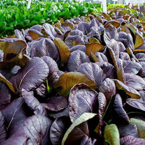 小松菜 種 【 紫コマツナ 紫紺の優勝旗 】 1L ( 小松菜の種 ) | 農業屋.com