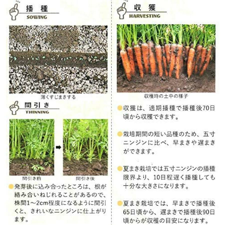 ニンジン 種 【 メロディーライン 】 ペレット1,000粒 ( ニンジンの種 )