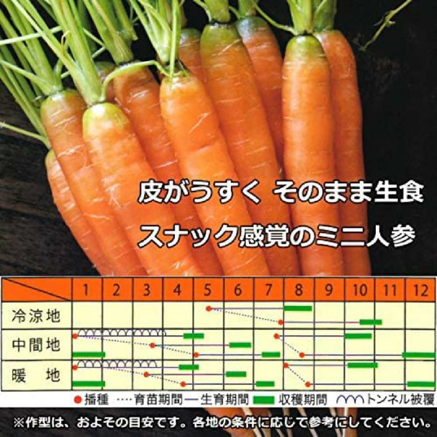 ニンジン 種 【 メロディーライン 】 ペレット1万粒 ( ニンジンの種 )