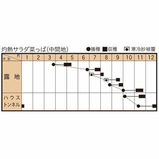 サントウサイ 種 【 灼熱サラダ菜っぱ 】 2dl ( サントウサイの種 )