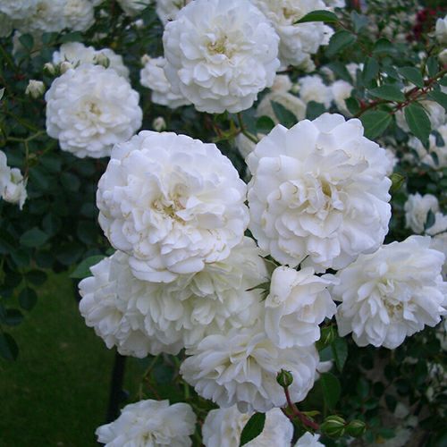 ミニチュアローズ(ミニバラ) | 農業屋.com