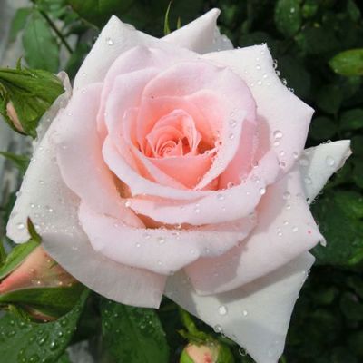 専用リンク　バラ苗3点 楽天市場】【冬季大苗】バラ苗 シュリンクス 国産苗 6号鉢植え品［農林