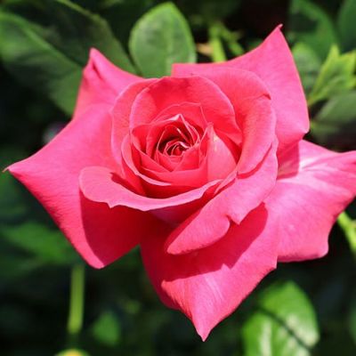 バラ苗 新苗商品一覧 | 農業屋.com