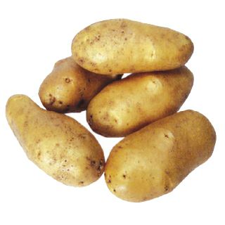 ネギ 種 【 龍のぼり 】 2Lコート6千粒 ( ネギの種 ) | 農業屋.com