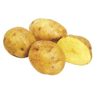 じゃがいも 種芋 【 キタアカリ 500g 入り】