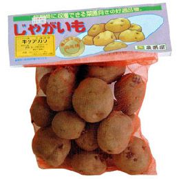 じゃがいも 種芋 【 キタアカリ 500g 入り】