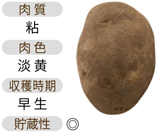 じゃがいも 種芋 【予約】 【 北海黄金(ほっかいこがね) 500g 入り】