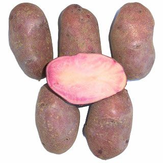 じゃがいも 種芋 【予約】 【 シャイニールビー 500g 入り】PVP ...