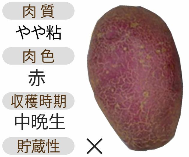 じゃがいも 種芋 【予約】 【 シャイニールビー 500g 入り】