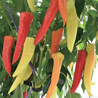 ピーマン 種 【 カラーピーマン　恋するクレヨン 】 500粒 