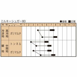 トウモロコシ 種 【 ミルキーシュガー80 】 小袋