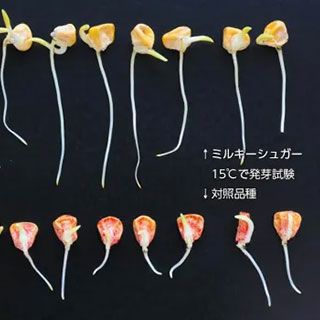 トウモロコシ 種 【 ミルキーシュガー80 】 小袋