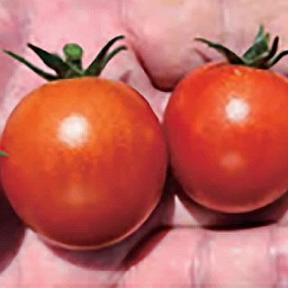 トマト 種 【 サンチェリーカムイ 】 1,000粒 ( トマトの種 )