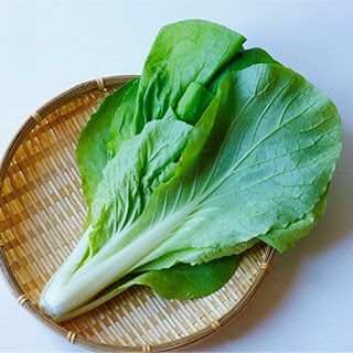  サントウサイ 種 【 灼熱サラダ菜っぱ 】 1L ( 山東菜の種 )